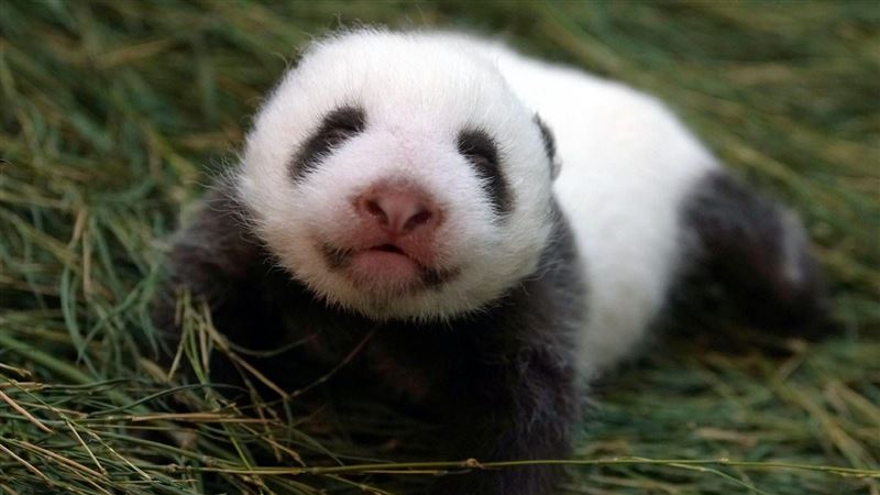 圓仔妹哭哭了！圓圓「哄抱又餵奶」