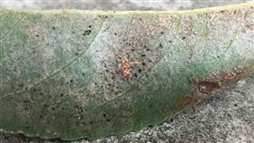 鶴岡千年鶼鰈老樹  遭受黑薊馬侵害苗栗縣公館鄉鶴岡村伯公廟旁的樟樹和茄苳樹，相傳有千年樹齡、盤根交錯，被封為「鶴岡之寶、鶼鰈老樹情」，其中茄苳樹受黑薊馬侵害，嚴重落葉。（苗栗縣政府提供）中央社記者管瑞平傳真  109年8月12日