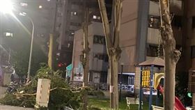 颱風4樹被修成電線桿　內行：這沒錯（圖／翻攝自爆怨公社臉書）