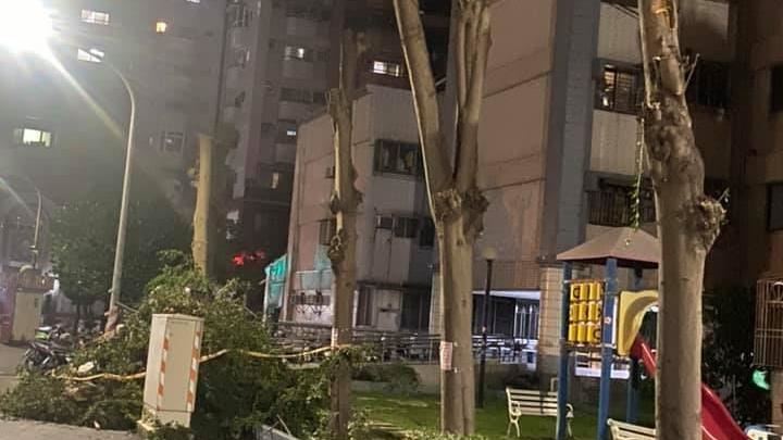 颱風樹被修成4電線桿　內行：這沒錯