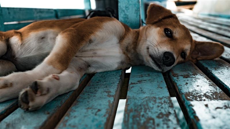 獨居老翁中風！愛犬模仿倒地姿勢救主