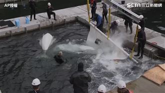 囚禁水族館十年　小白鯨姊妹重獲自由