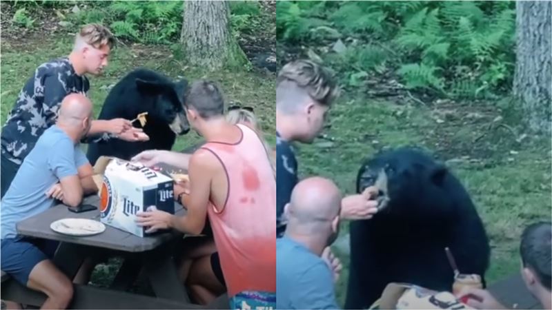黑熊就在旁邊！4男1女淡定塗醬照餵