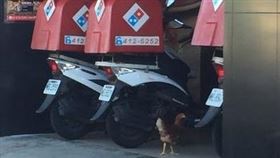 母雞在披薩店門口徘徊3分鐘，牠到底想幹嘛？（圖／翻攝自PTT）