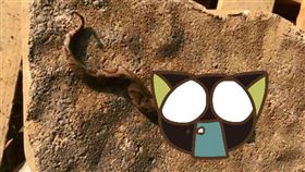 美國維吉尼亞州出現「雙頭蛇」！一名居民日前在家中後院時，發現一條雙頭的銅頭蝮蛇。不少網友看到後，紛紛好奇「雙頭蛇會用哪個頭進食和攻擊？」對此，野生動物中心表示，兩個頭都可以進食和攻擊。（圖／翻攝自《JD Kleopfer》臉書） 