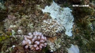 遊客擦防曬下海　專家：恐害珊瑚白化