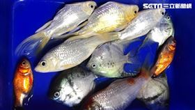 台中,魚缸,浴廁劑,清潔劑,老闆（圖／翻攝自臉書粉專）