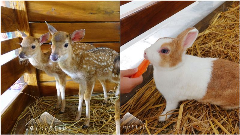 梅花湖新景點！千坪農場　餵兔子羊駝