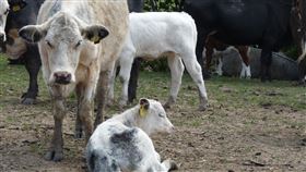 小牛
圖／翻攝自unsplash