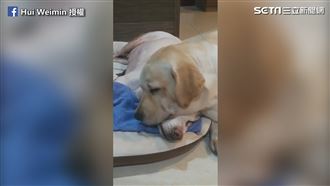 重病拉拉眼眶泛淚　汪妹靠頭安撫