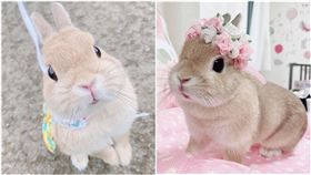 lily,兔子,(圖／IG：gracelily0703　授權提供)