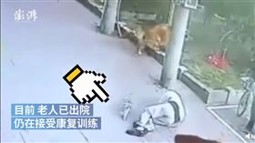 中國,福建,遛狗,貓,砸傷（圖／翻攝自澎湃視頻）