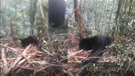 黑熊,槍殺,山老鼠,盜木(翻攝畫面)

