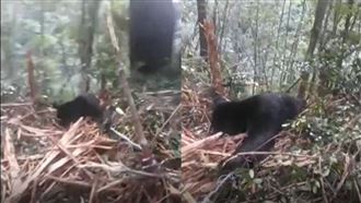 山老鼠槍殺黑熊吃下肚　設陷阱畫面曝