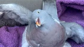 鴿子被3名女孩虐待，身上都是血，脖子也嚴重傾斜。（圖／翻攝自RSPCA）