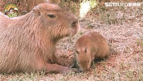 體驗和水豚近距離互動
