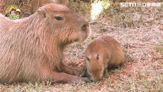 卡皮巴拉出逃40天！動物園：犯罪性質惡劣