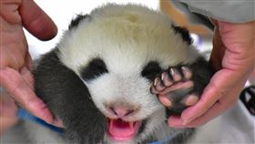 動物園志工即日起至8月28日止開放報名。（圖／臺北市立動物園提供）