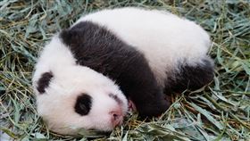 大貓熊媽媽「圓圓」鋪新床給小女兒「圓仔妹」。（圖／臺北市立動物園提供）