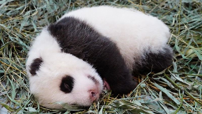 貓熊媽舖竹葉軟床給圓仔妹　網喊融化