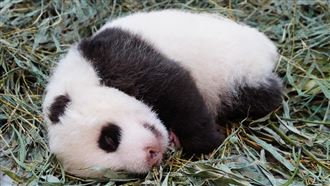 貓熊媽舖竹葉軟床給圓仔妹　網喊融化