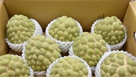 釋迦（台東農改場提供）