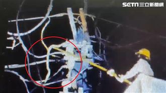 害748戶停電！禍首竟成「蛇焦屍」