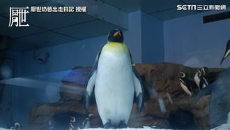全台最美水族館　企鵝步道遊客搶拍