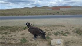 ▲禿應。（示意圖／翻攝自pixabay）