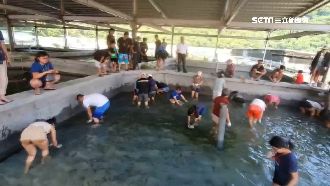 南澳「蝦摸節」　白蝦超肥美現抓現吃