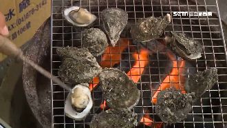 王功漁火節今登場　2千斤鮮蚵吃飽飽