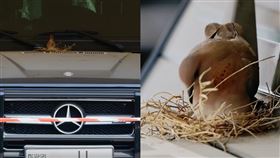 2斑鳩挑「杜拜皇室豪車」孵蛋　王子一舉動暖哭200萬人（圖／翻攝自Fazza Instagram）