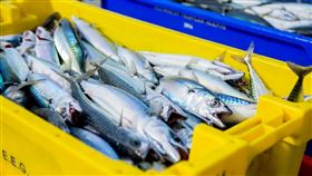 鯖魚,魚市場,魚（圖／Unsplash）