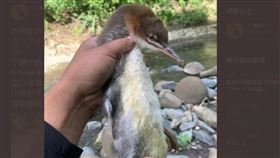 leather_Riv拍下這隻水鳥。（圖／翻攝自推特）