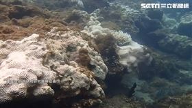 暖化拉警報！升溫衝擊海洋生態系　揭熱門潛點「珊瑚白化」