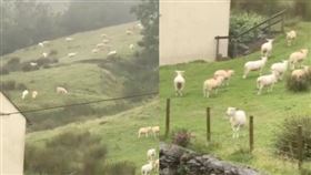 草原上所有的綿羊突然集體靜止。 （圖／翻攝自推特）