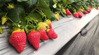 甜度爆表！台最夢幻草莓「戀香」來了