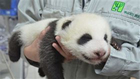 「圓仔妹」8月14日開眼了！第二階段命名票選活動今(17)日開跑。 （圖／台北市立動物園提供）
