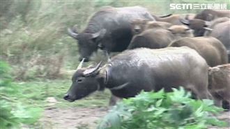 新北賣牛開標1萬5　要買自己抓回家