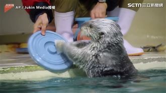 水獺打鼓有模有樣　搖滾魂藏不住