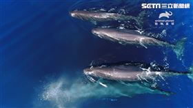 鯨魚耍花腔？爆米花、煎培根、滴答聲都為吃烏賊（圖／動物星球頻道提供）