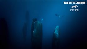 鯨群睡覺的模樣很像科幻電影般的景象，非常像外星生物的巨大卵鞘（圖／動物星球頻道提供）