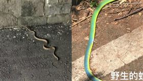  動物園　龜殼花　青竹絲（圖／翻攝自爆怨公社）