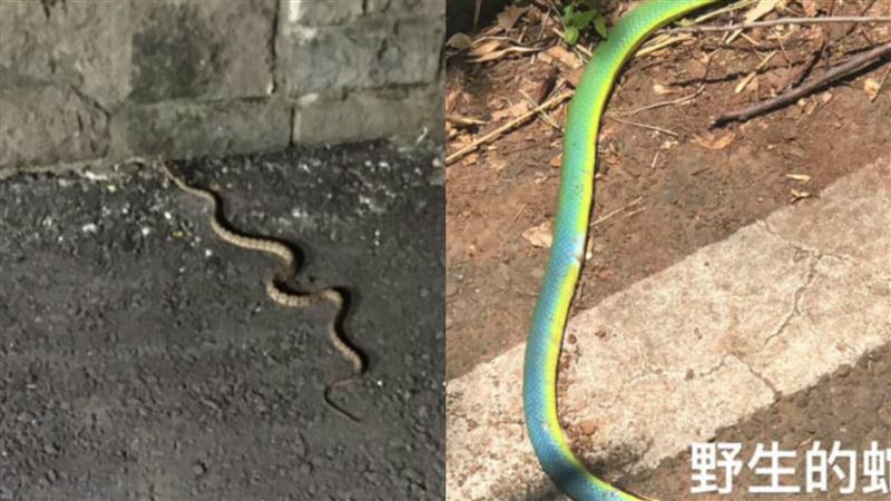 開門就見龜殼花！她家根本免費動物園