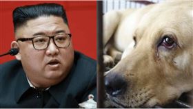 金正恩7月已下令養寵物已違反國家法律，並譴責養寵物是「遭到資本主義思想污染的趨勢，屬於資本主義的要素」（組合圖／資料照）