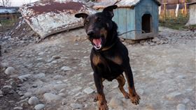 狗,兇,危險,咬,圖／MotionElements／達志影像
