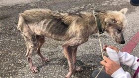 芬恩被救援團隊發現時，瘦到剩下骨頭。（圖／翻攝自Pet Angels Rescue臉書）