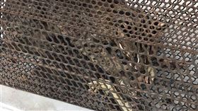 苗栗養雞場捕獲石虎求助通報　成功野放還獲獎金苗栗縣政府農業處18日表示，銅鑼鄉一處養雞場日前意外捕獲石虎，透過議員協助通報處理，不僅助石虎成功野放，養雞場也加入友善石虎生態服務給付試辦計畫領取獎勵金。（苗栗縣政府提供）中央社記者管瑞平傳真　109年8月18日