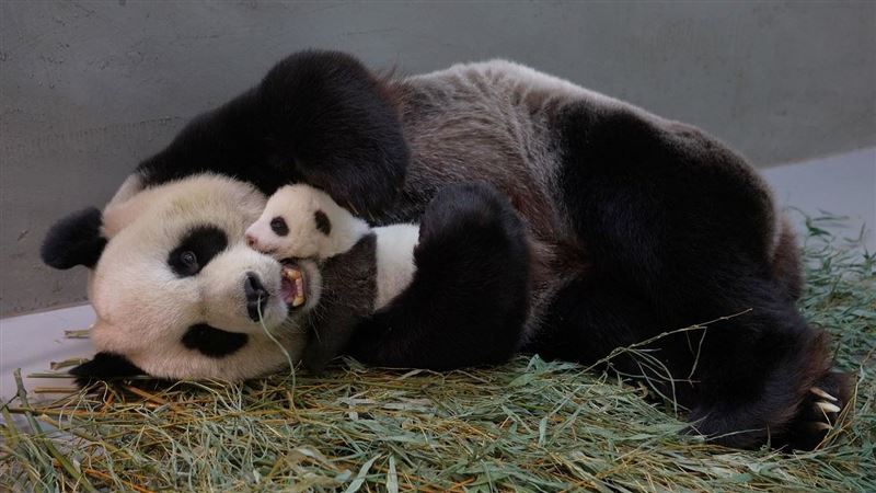 超級阿嬤傳承育兒經！牠斷掌養兒5兒