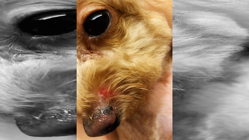 送愛犬洗香香　慘遭美容院虐待失禁